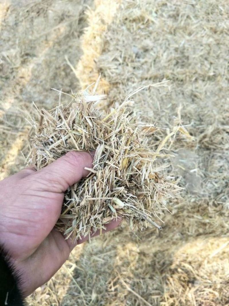 稻草揉丝稻草、长稻草、切段草，适合牛羊及绿化使用