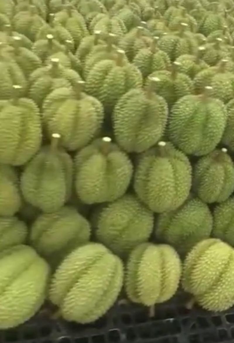 榴莲蜜苗