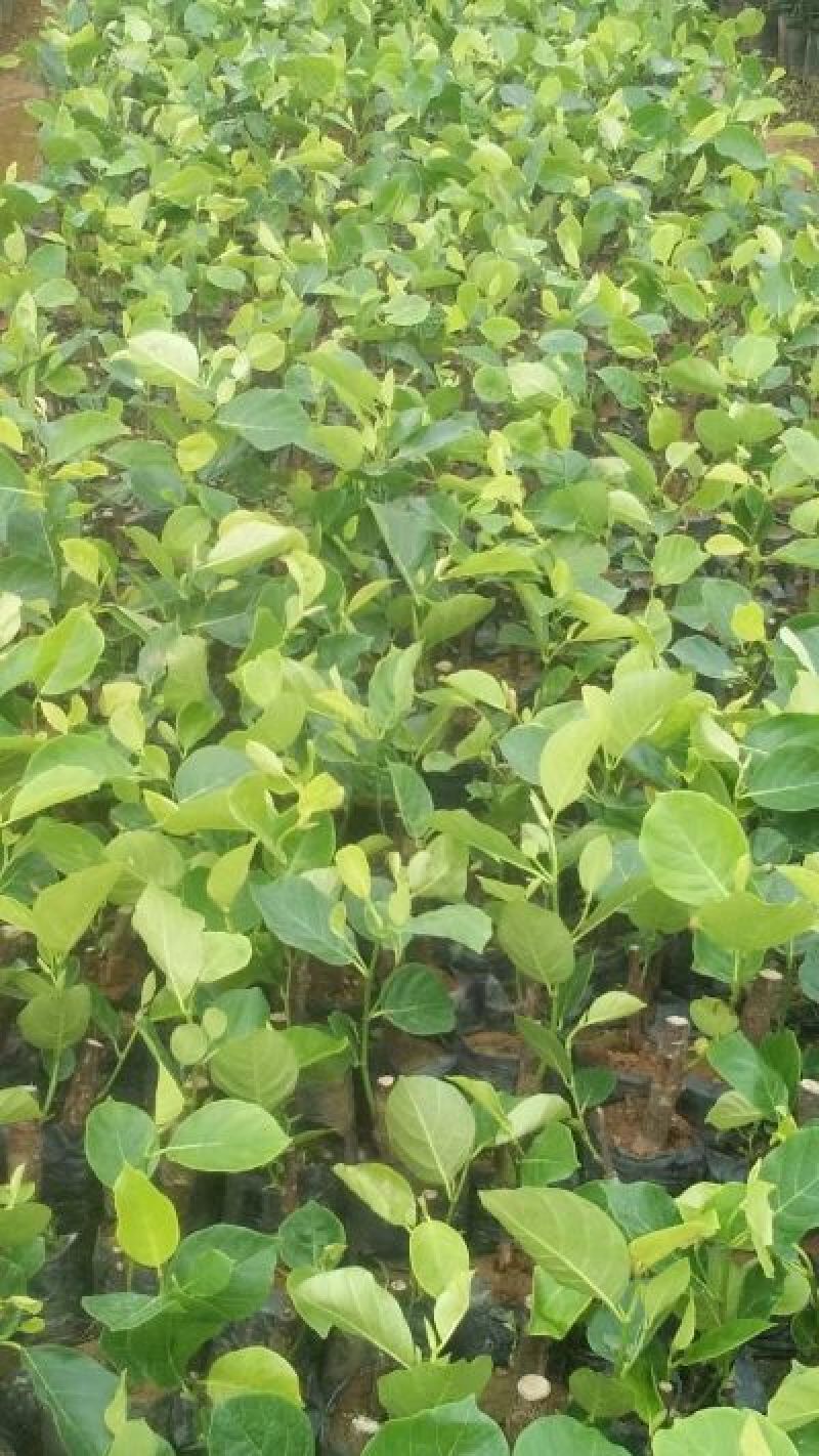 马来西亚1号菠萝蜜苗稿接树