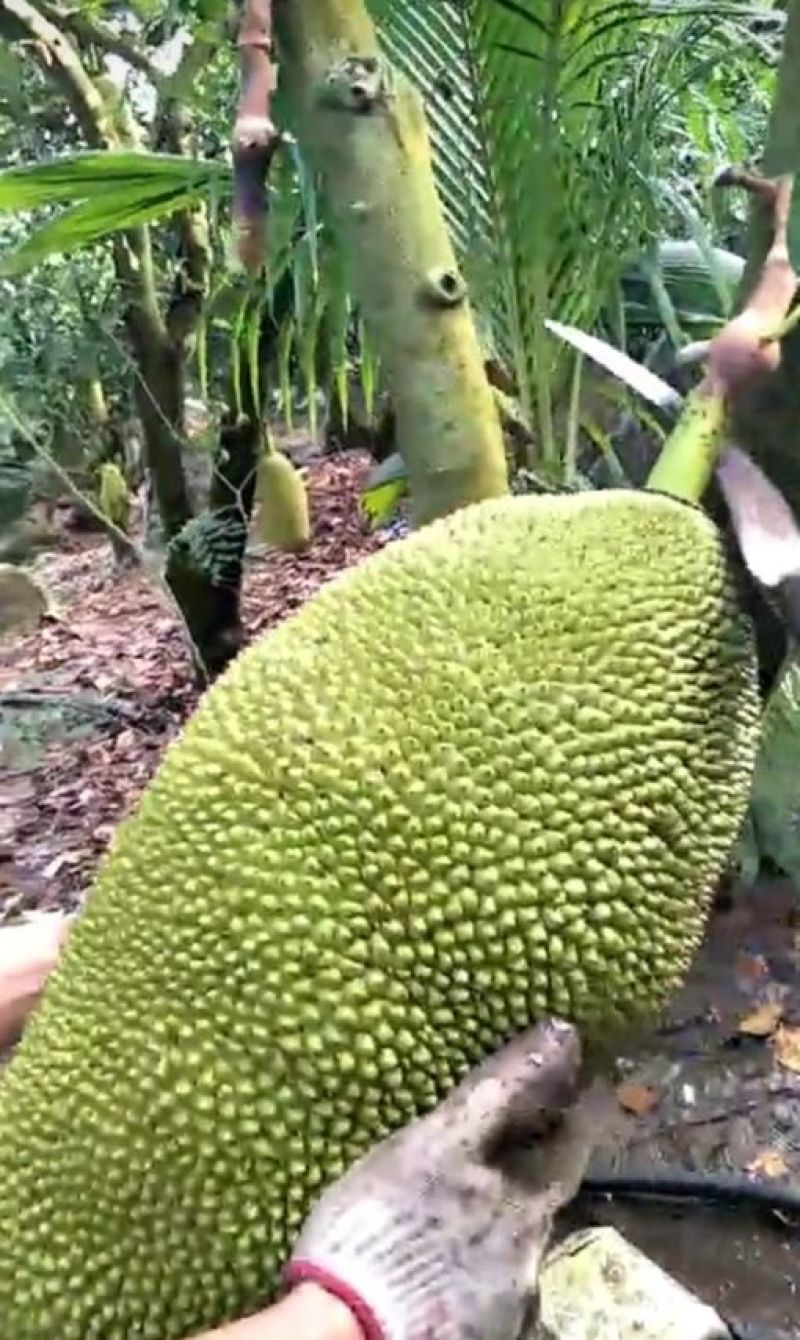 马来西亚1号菠萝蜜苗稿接树
