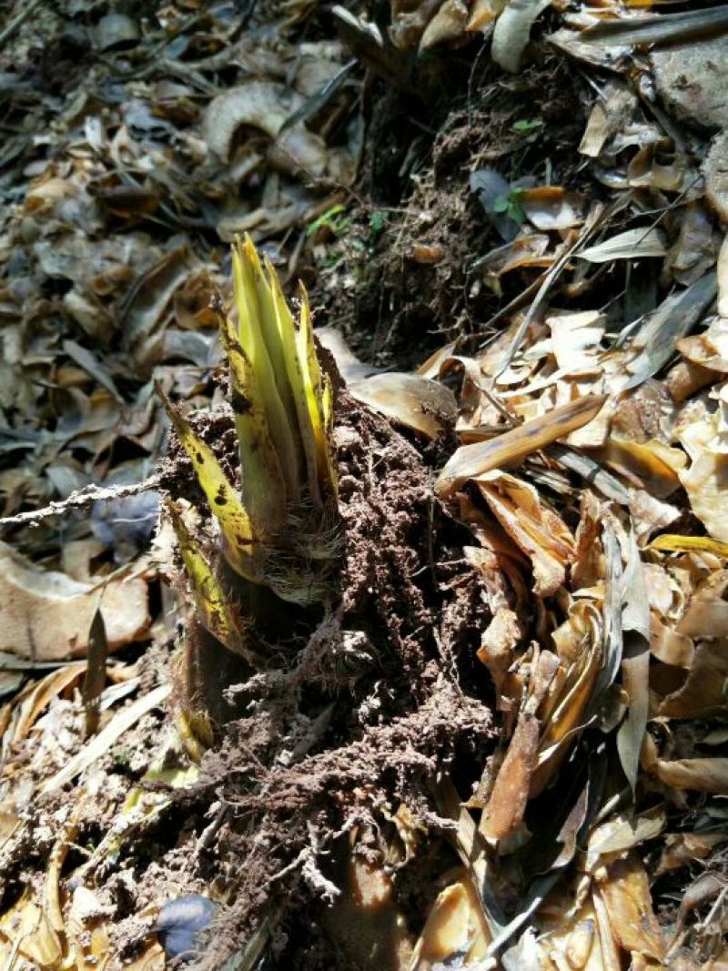 干竹笋9cm以下