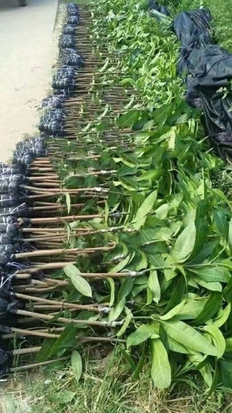 金煌芒树苗1m以下