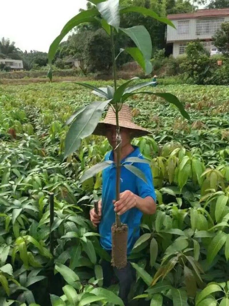 金煌芒树苗1m以下
