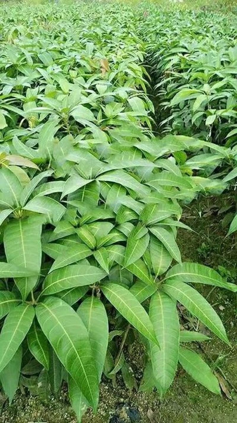 金煌芒树苗1m以下