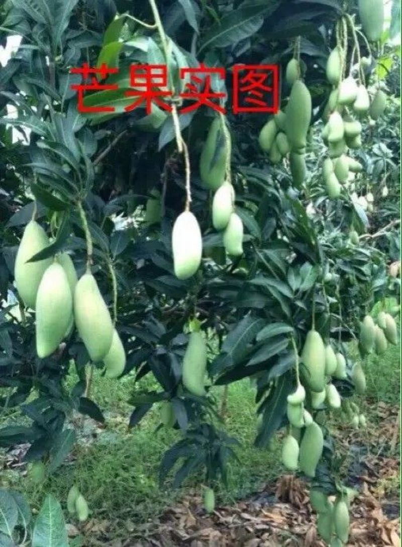 金煌芒树苗1m以下