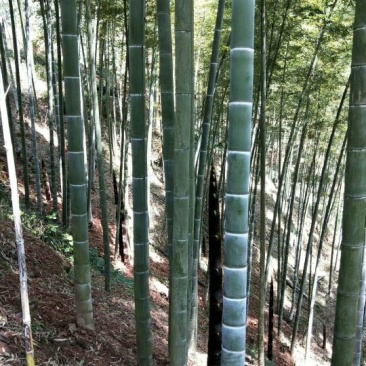 干竹笋9cm以下