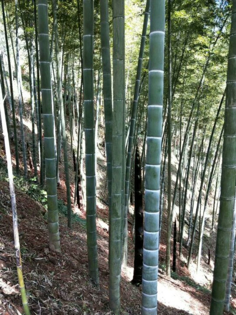 干竹笋9cm以下