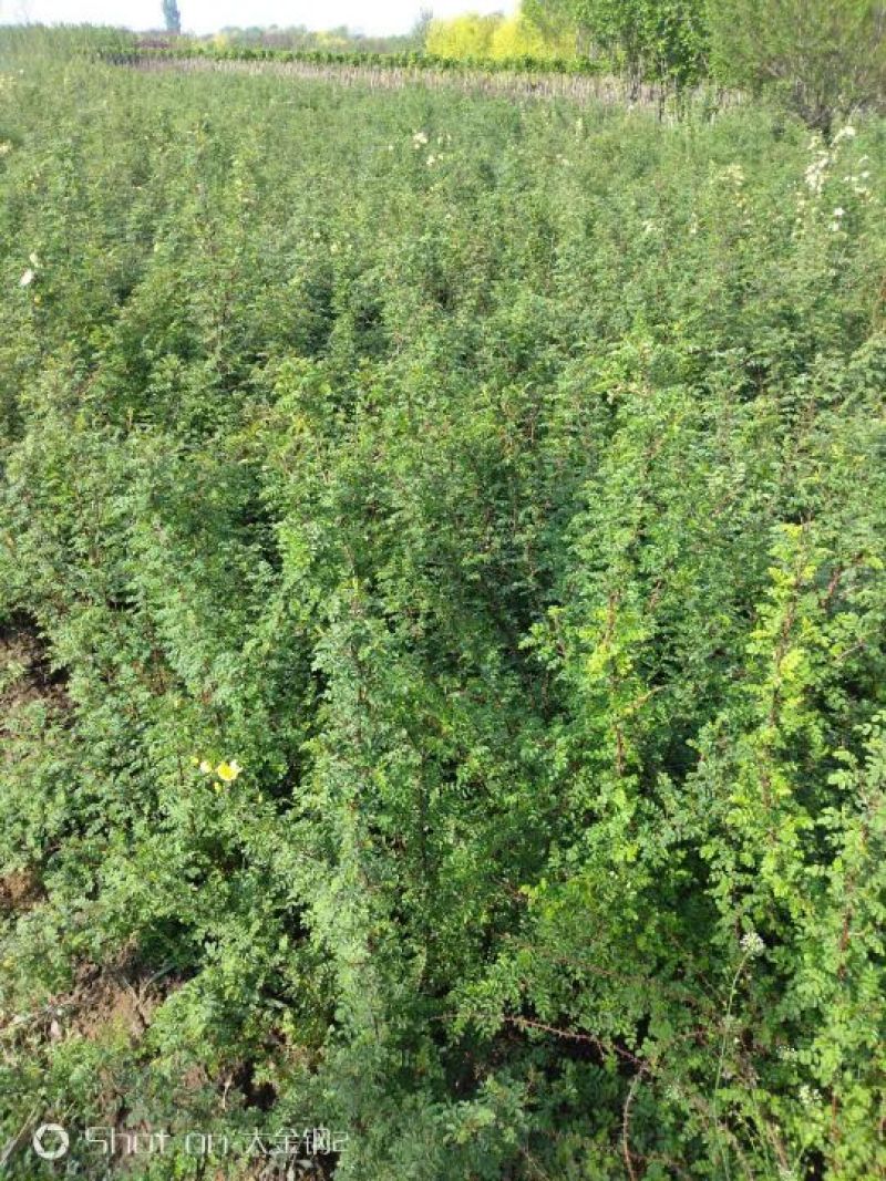 黄刺玫黄刺玫杯苗刺玫产地直销可以看货