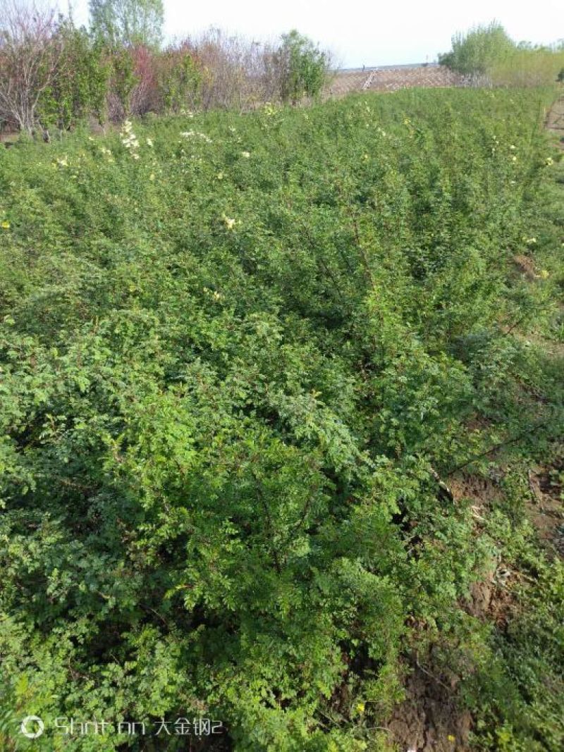 黄刺玫黄刺玫杯苗刺玫产地直销可以看货