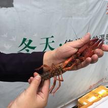 湖虾小龙虾主养4-6钱（20-30克）活虾