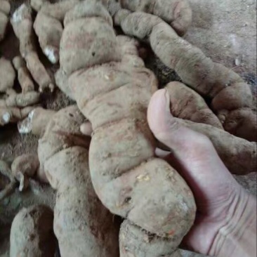 木防己粉