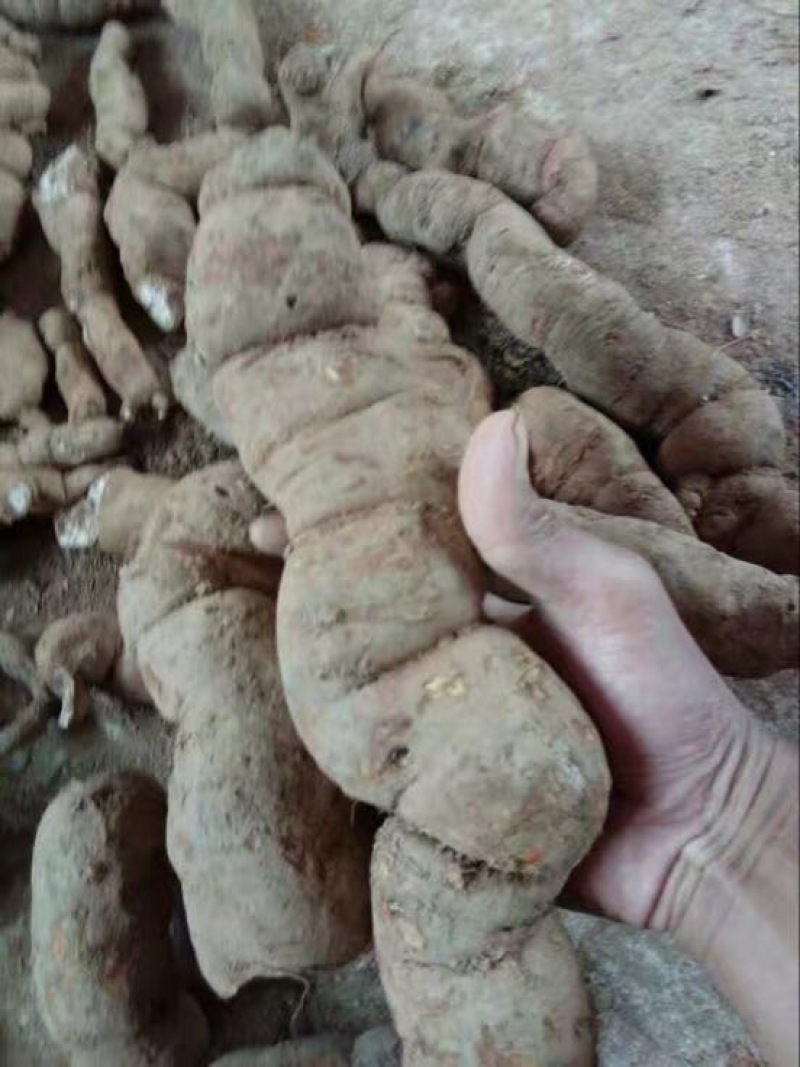 木防己粉