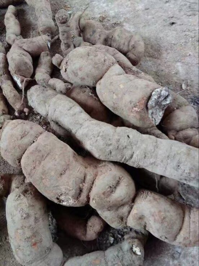 木防己粉