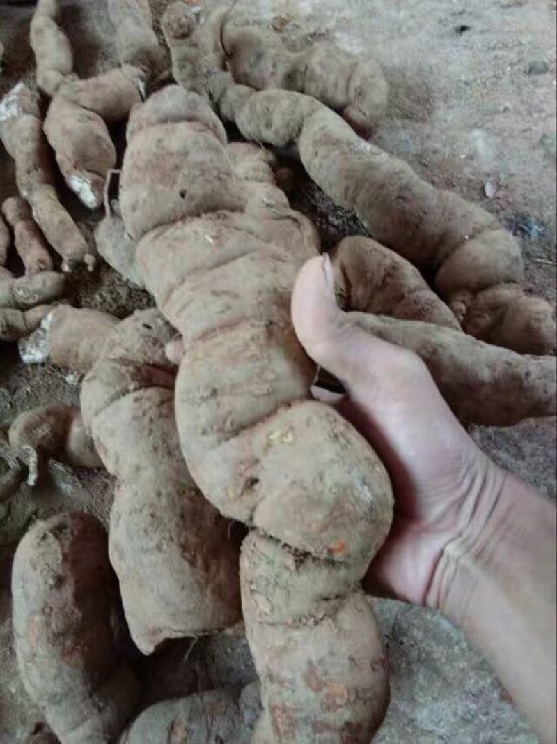 木防己粉