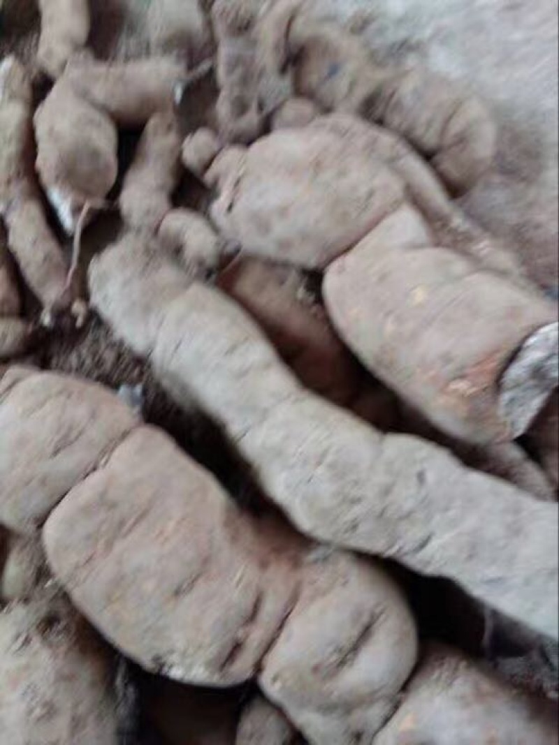 木防己粉