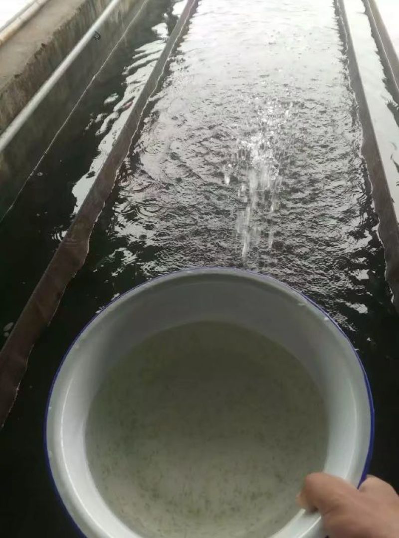 白鲢鱼苗，白鲢水花，白鲢乌子，白鲢夏花各种大小规格