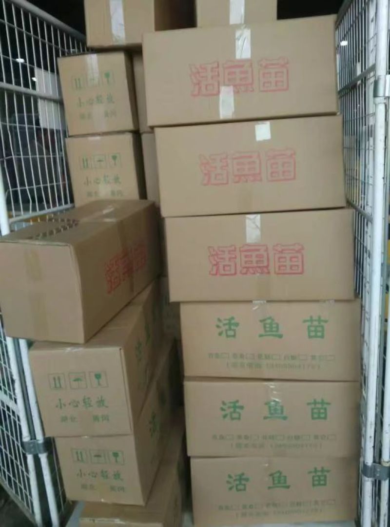 白鲢鱼苗，白鲢水花，白鲢乌子，白鲢夏花各种大小规格