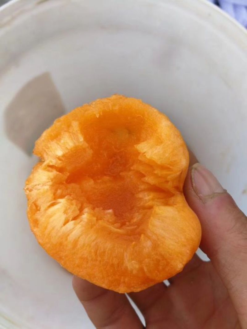 金太阳杏优质货源，产地直供！！！！！！