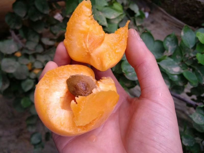 金太阳杏优质货源，产地直供！！！！！！