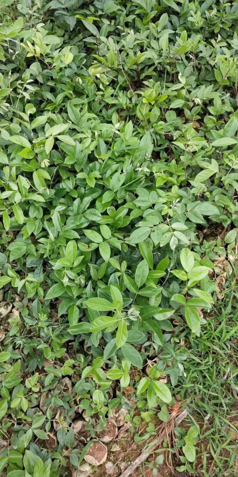 牛大力种苗15cm以下
