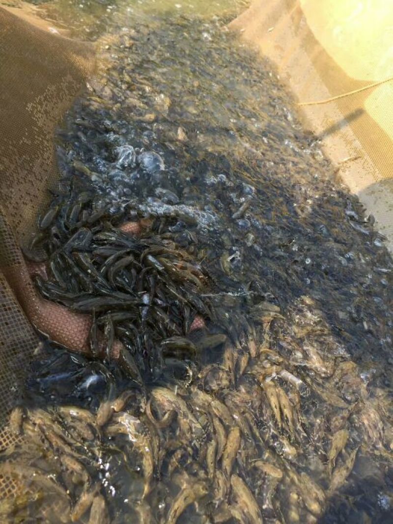 沙塘鳢鱼苗人工养殖