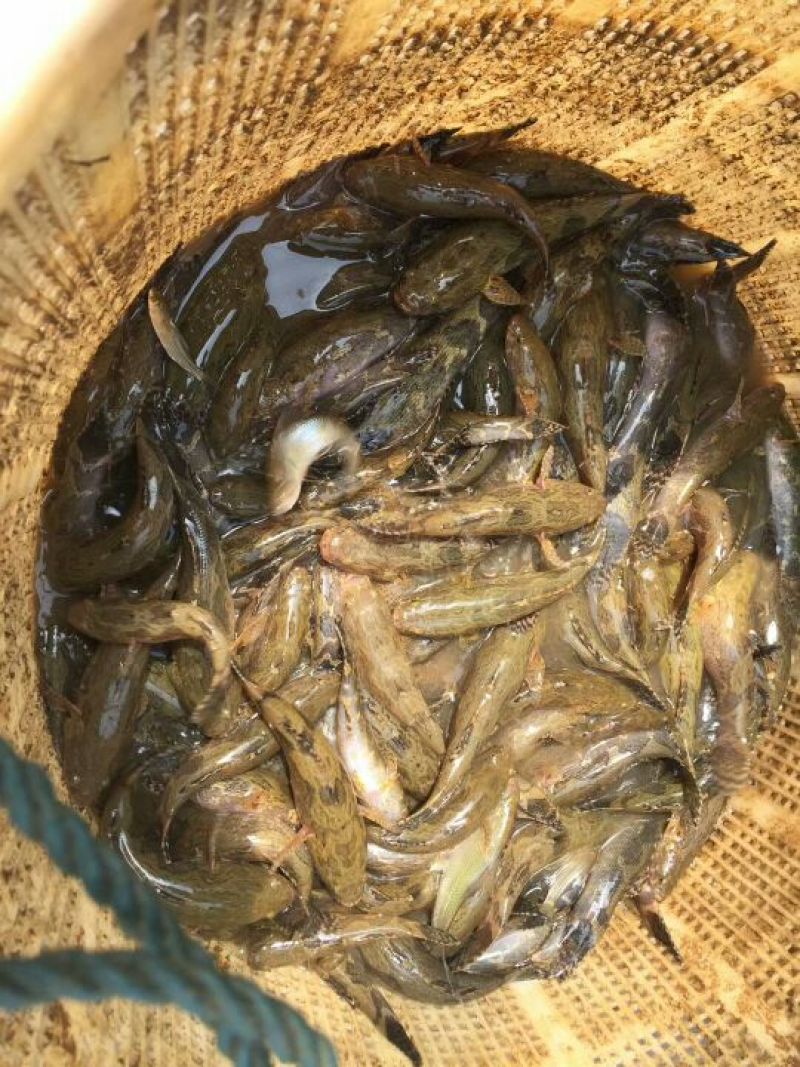 沙塘鳢鱼苗人工养殖
