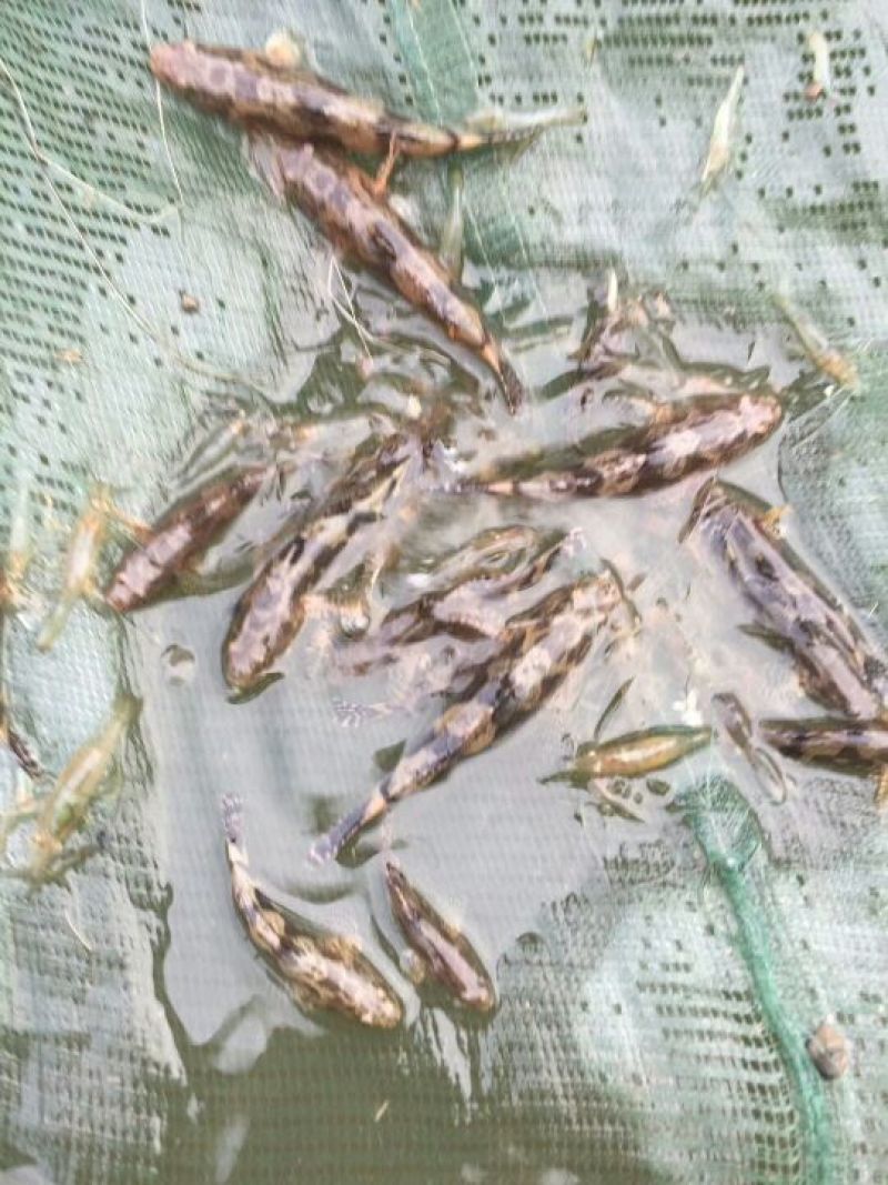 沙塘鳢鱼苗人工养殖