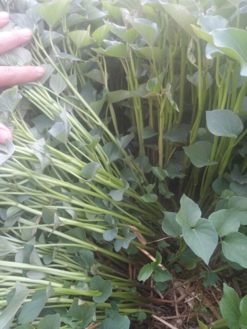 3杨凌优质脱毒红薯苗秦薯四号，秦薯五号，西瓜红，紫薯