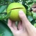 血橙苗30~50cm