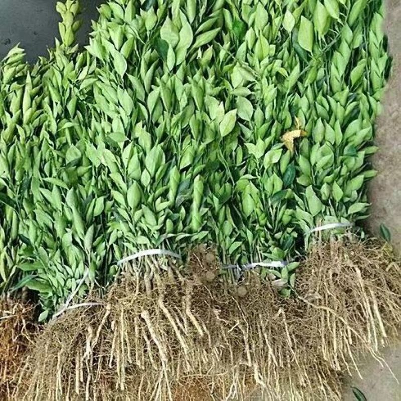 血橙苗30~50cm