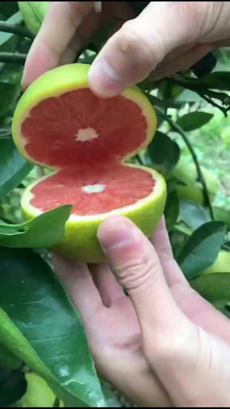 血橙苗30~50cm