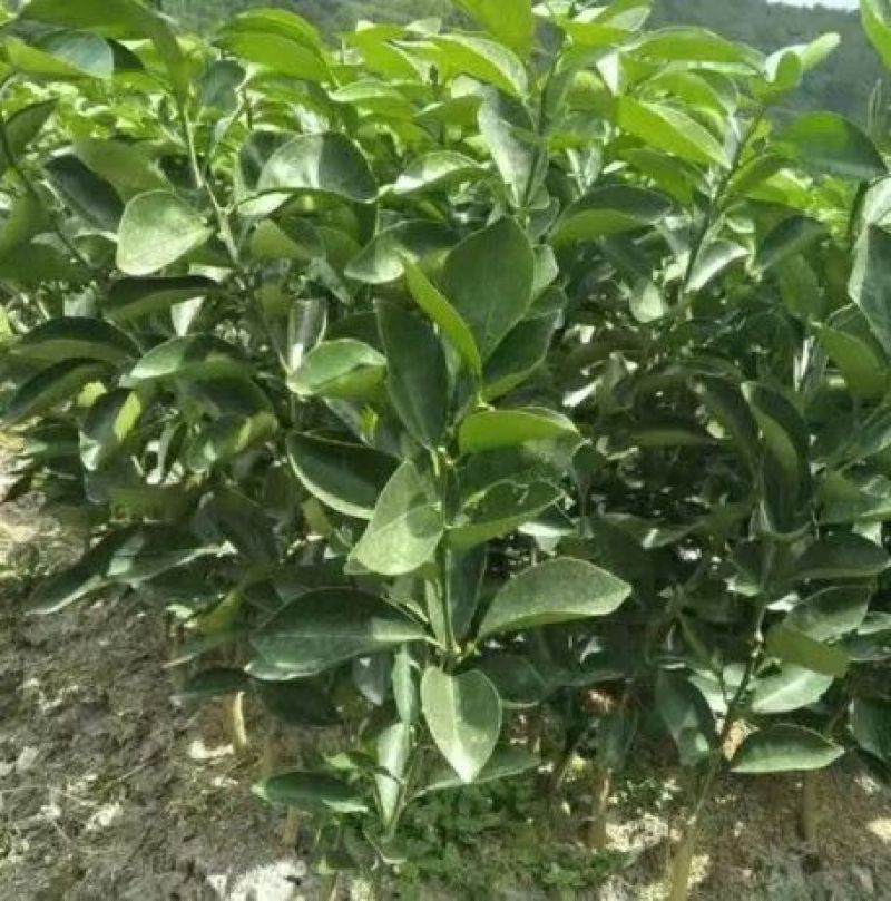 血橙苗30~50cm