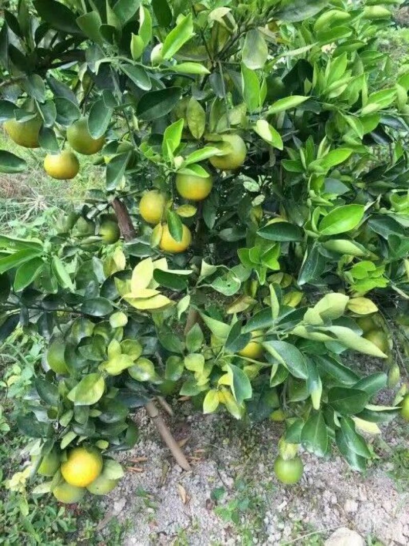 血橙苗30~50cm