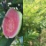 西瓜芭乐番石榴苗30~50cm
