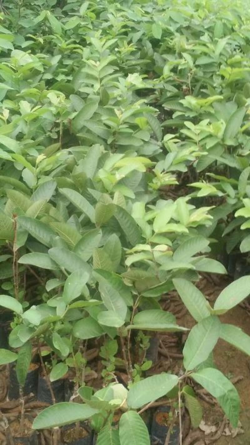 西瓜芭乐番石榴苗30~50cm