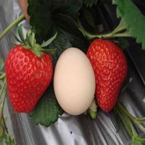 丰香草莓苗20~30cm