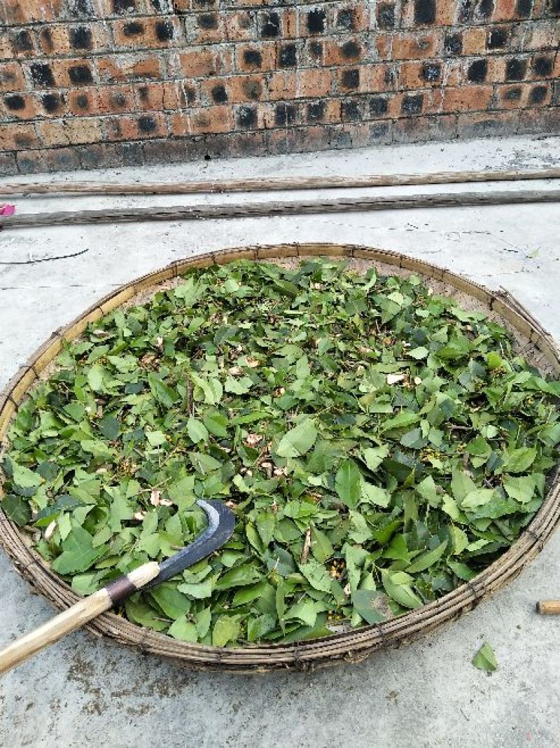 杉树寄生