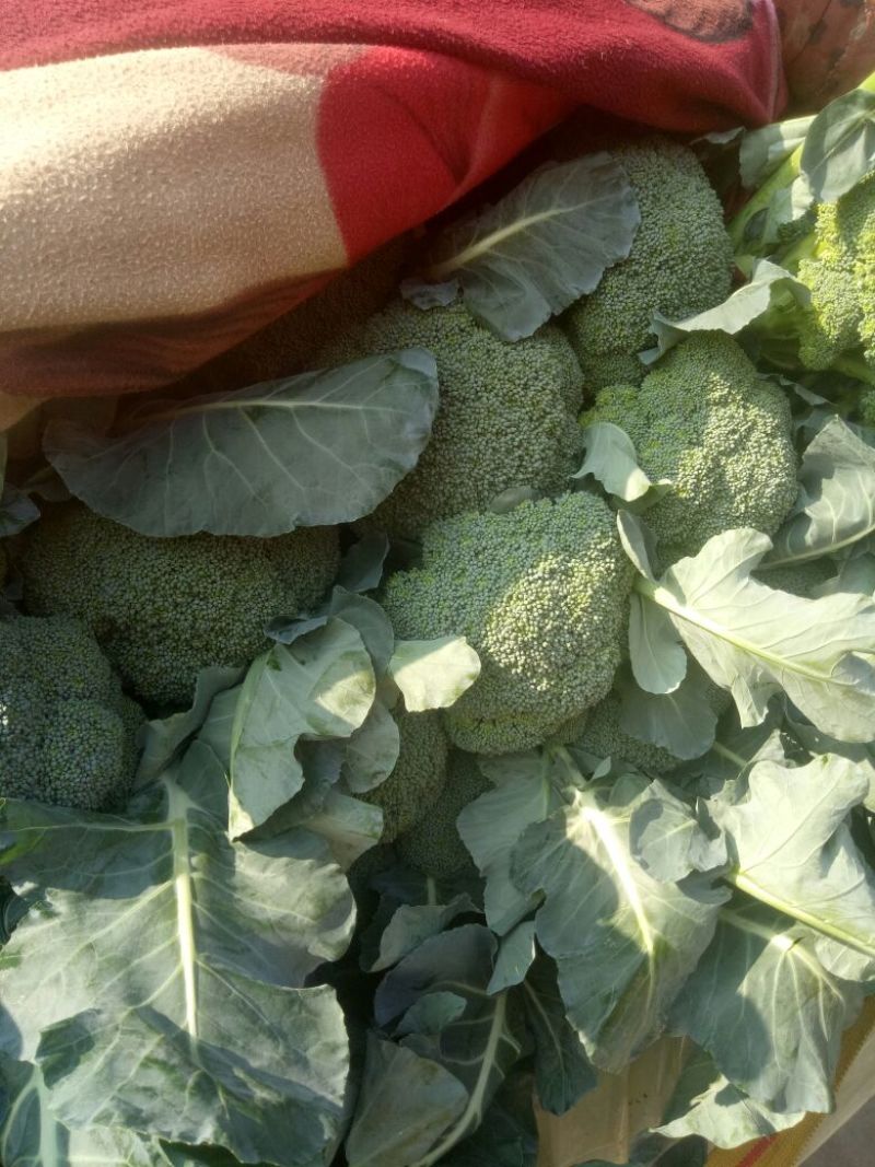 秋季西兰花耐寒**产地直供货源充足
