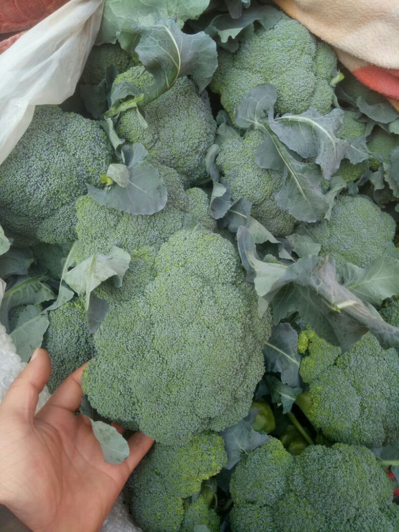 秋季西兰花耐寒**产地直供货源充足