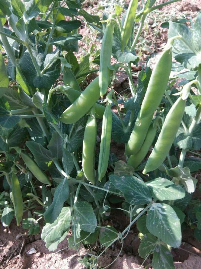 豌豆饱满