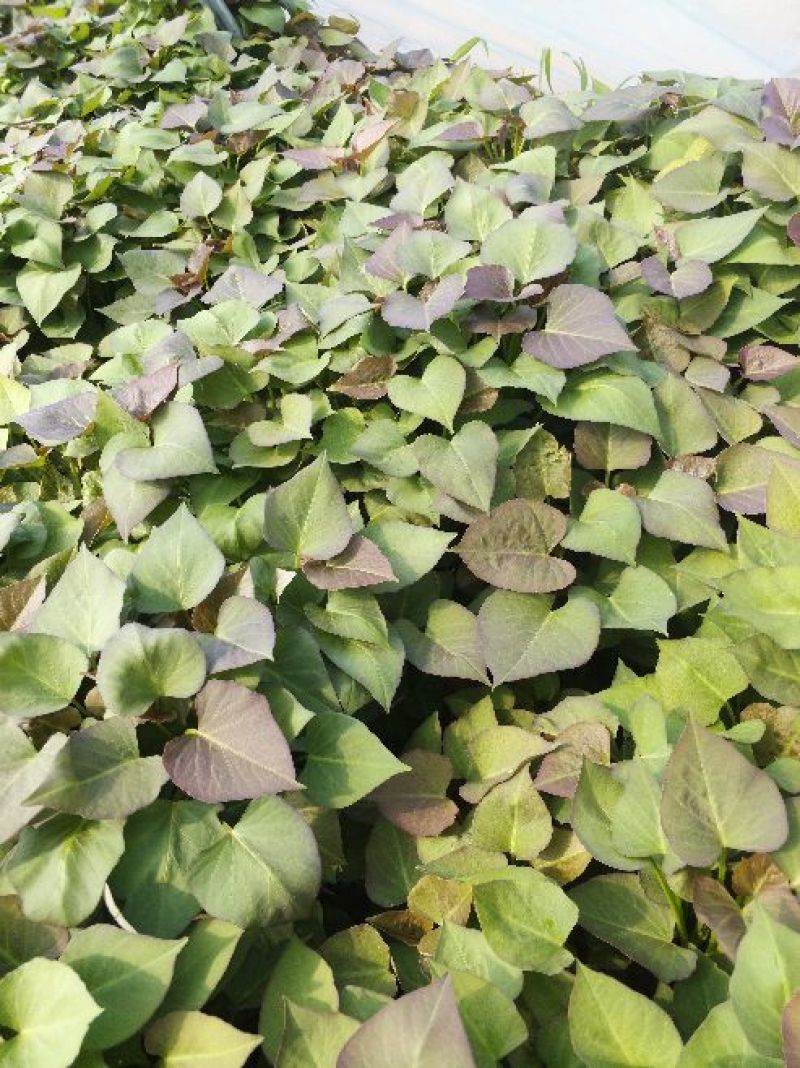 苗子，烟薯种苗，蜜薯苗产量高