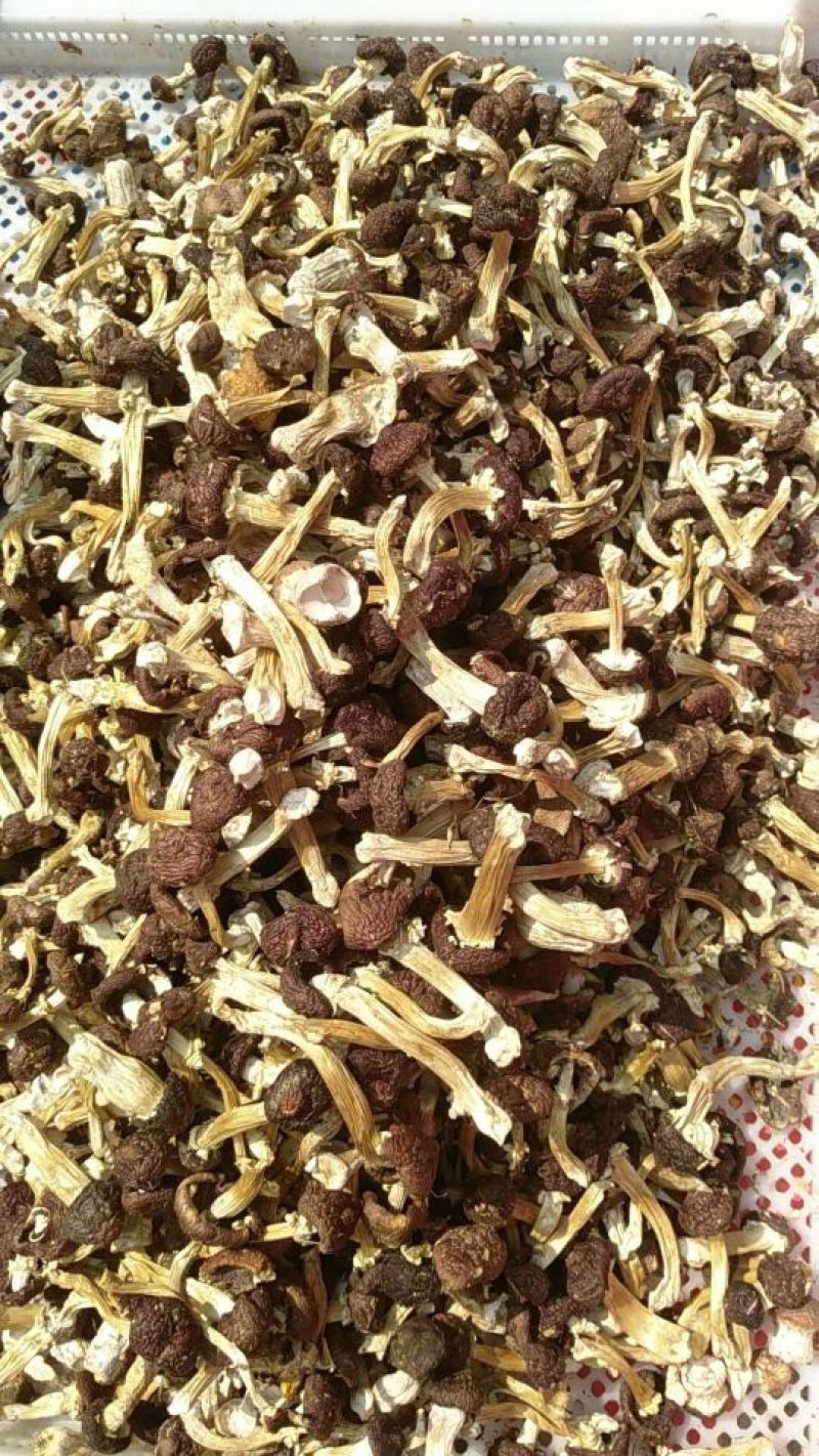 食用菌，蘑菇干，干蘑菇，野生菌，赤松茸干货