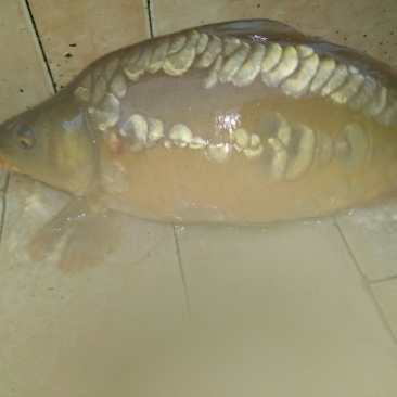 裸鲤鱼食用1~2公斤