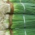 四季小葱15~20cm