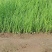 四季小葱15~20cm