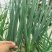 四季小葱15~20cm