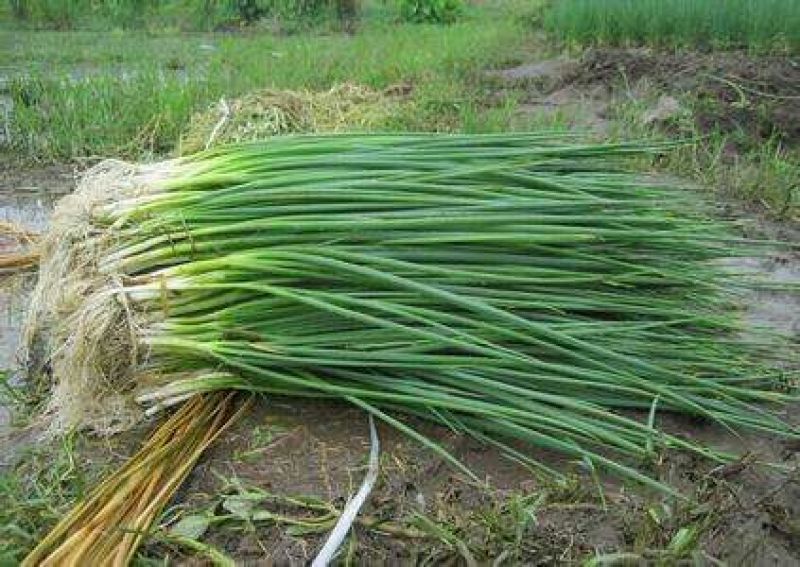 四季小葱15~20cm