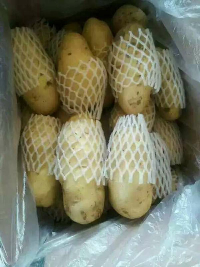 山东冷库荷兰十五土豆大量出库，货源充足，欢迎客户前来选购