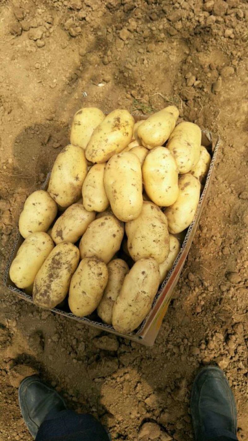 山东冷库荷兰十五土豆大量出库，货源充足，欢迎客户前来选购