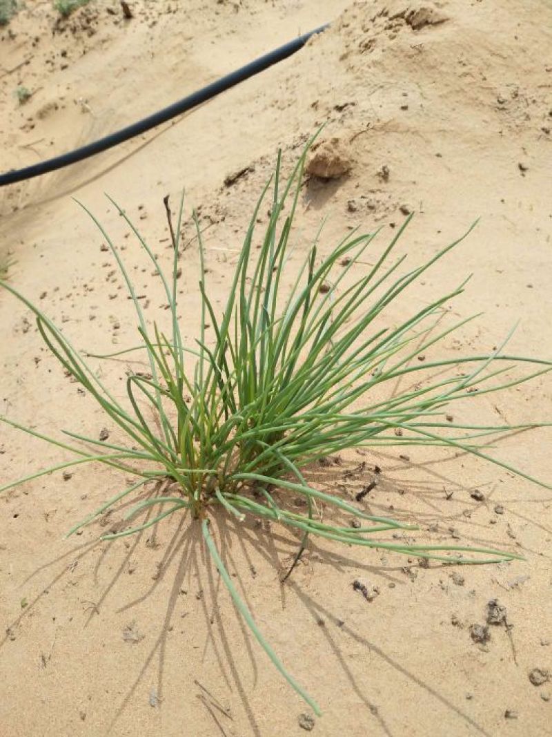 沙葱
